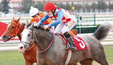ARYALİVA ARYALİVA
