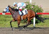 SPECIAL OF HORSES SPECIAL OF HORSES