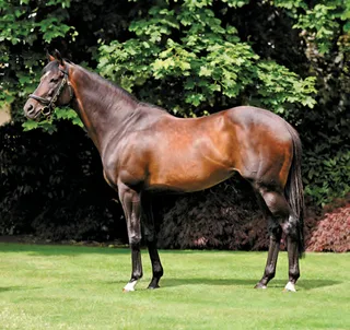 HIGH CHAPARRAL (IRE)