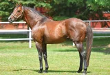 VICTORY GALLOP (CAN)