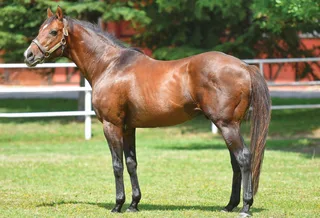 VICTORY GALLOP (CAN)