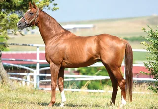 CORINTHIAN (USA)