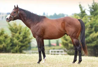 PACO BOY (IRE)
