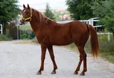 COŞARTAY