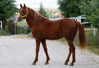COŞARTAY