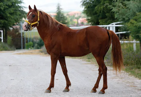 COŞARTAY COŞARTAY