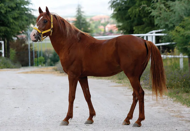 COŞARTAY COŞARTAY