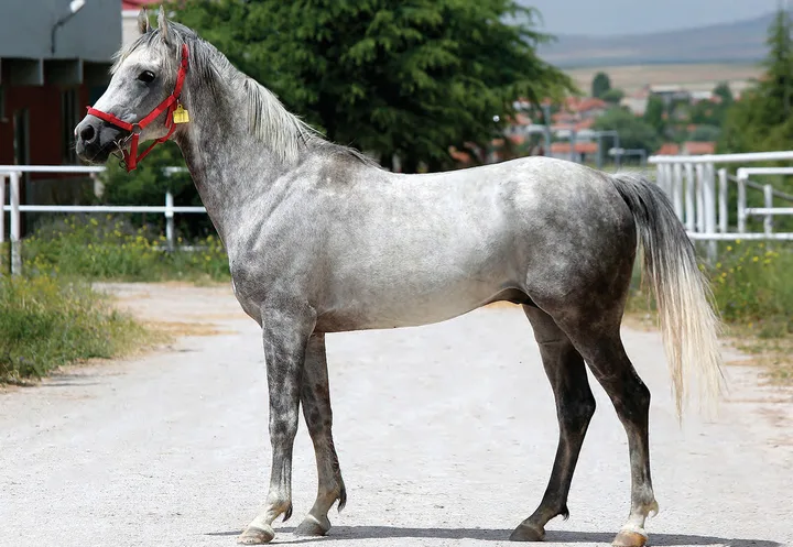 MADRABAZ MADRABAZ