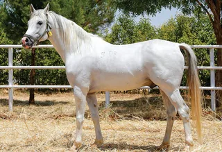 KARAÜZÜM