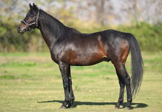 ROCKMASTER (IRE)