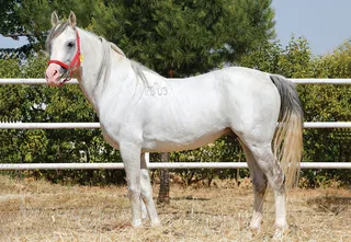 YALNIZEFE