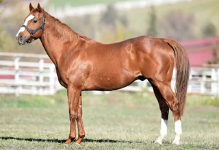 CUVEE (USA)