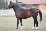 POWERSCOURT (GB)