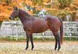 BUSHRANGER (IRE)