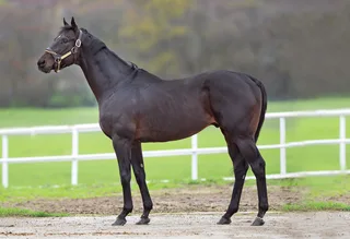 EL CORREDOR (USA)