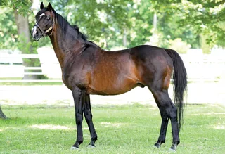AUTHORIZED (IRE)