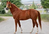 DİLİRAN