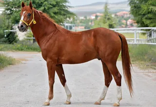DİLİRAN