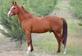 GELİBOLU