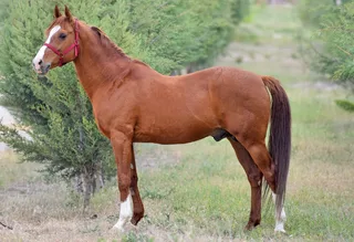 GELİBOLU