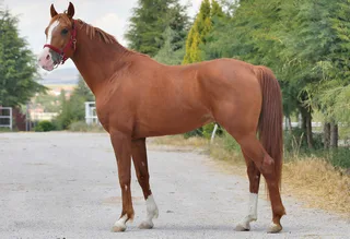 TAYKUT