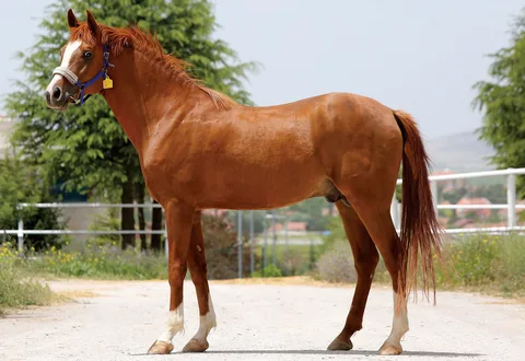 ALTINCI HİS ALTINCI HİS