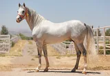 HALİÇ HALİÇ