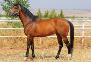 KIRDEMİRKIR