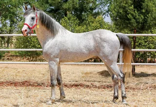KURUŞAĞA