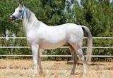 SAKARBAŞI SAKARBAŞI