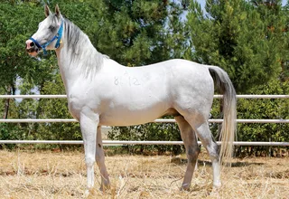 SAKARBAŞI