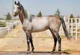 TALİPHAN