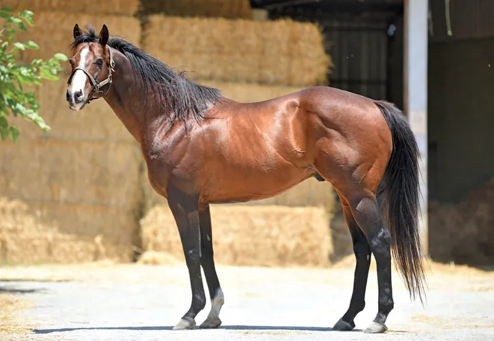 PACO BOY (IRE) PACO BOY (IRE)