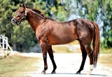 LION HEART (USA)