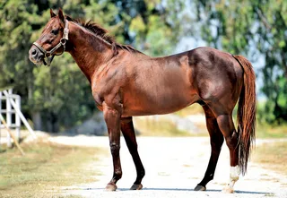 LION HEART (USA)