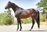 TRİLYA TRİLYA
