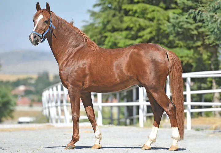 BALALAYKA BALALAYKA