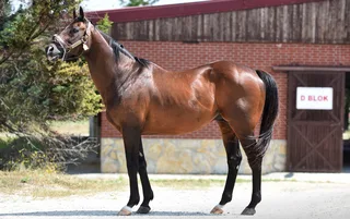 BLUEGRASS CAT (USA)