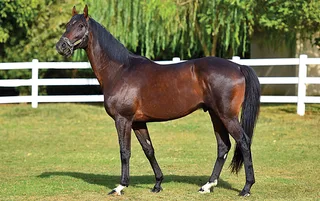 ÇAKAL CARLOS