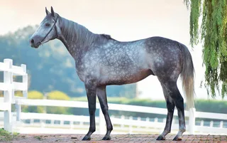 GAZIBORA KHAN (GB)