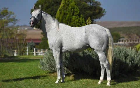 GRAYSTORM