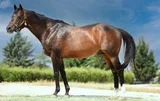 HAKEEM (USA)