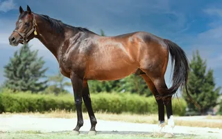 HAKEEM (USA)