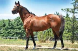INVINCIBLE SON (IRE)