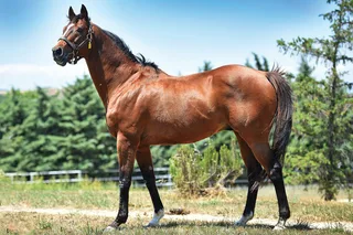 INVINCIBLE SON (IRE)