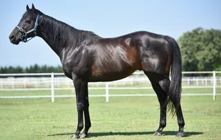 KLUGER (JPN)