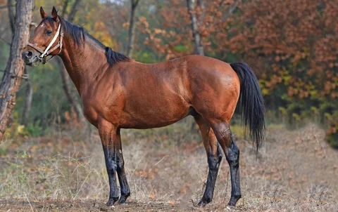 KULOĞLU