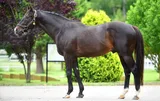 MENDIP (USA)
