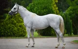 NATIVE KHAN (FR)