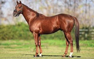 RED GIANT (USA)